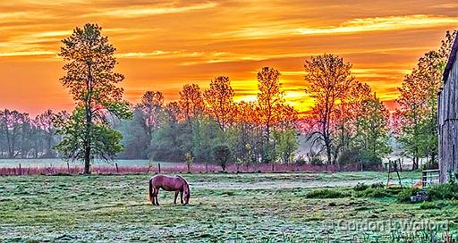 Grazing Horse At Sunrise_P1120619.jpg - Photographed near Jasper, Ontario, Canada.